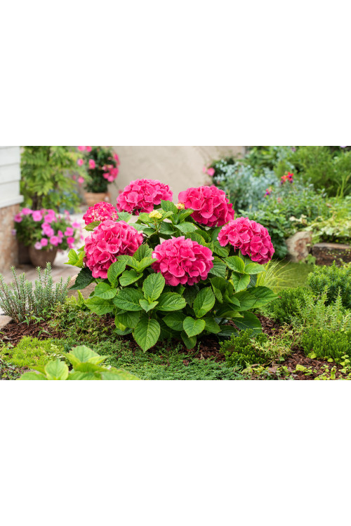 Hortensja ogrodowa 'Hot Red' | Hydrangea macrophylla