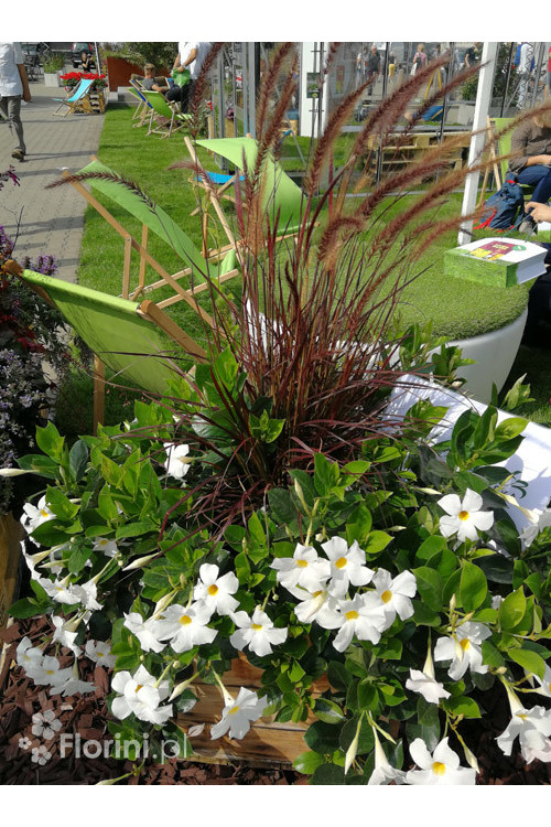 Sundaville 'Grand White' | Sundaville