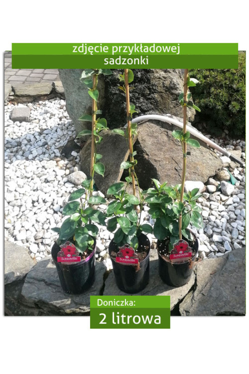 Sundaville 'Cream Pink' | Sundaville