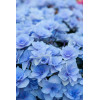 Hortensja ogrodowa 'Nikko Blue' | Hydrangea macrophylla