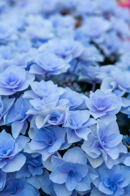 Hortensja ogrodowa 'Nikko Blue' | Hydrangea macrophylla