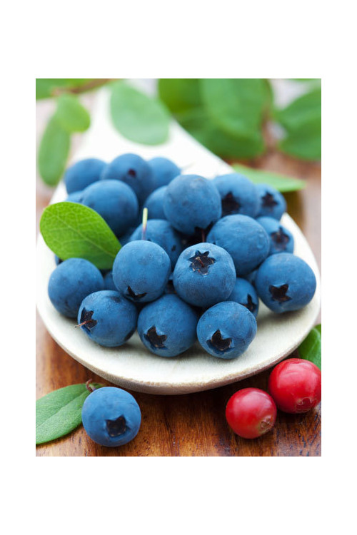 Borówka amerykańska 'Chandler' | Vaccinium corymbosum