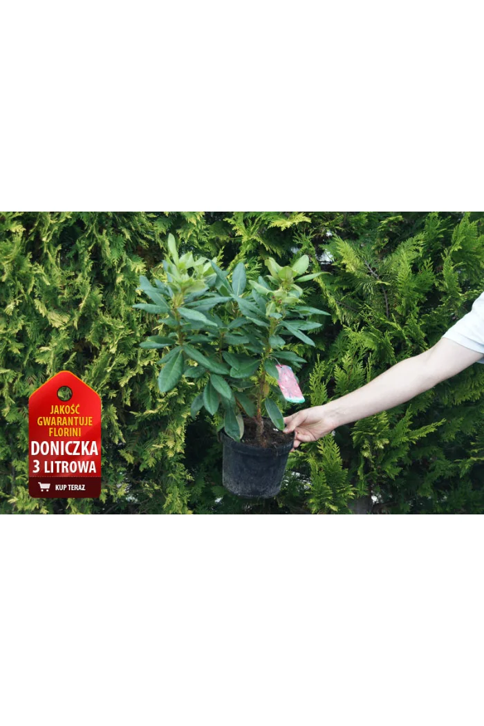 Różanecznik 'Polarnacht' | Rhododendron