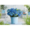 Hortensja ogrodowa 'Nikko Blue' | Hydrangea macrophylla