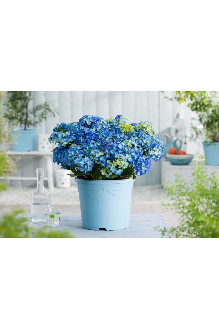 Hortensja ogrodowa 'Nikko Blue' | Hydrangea macrophylla