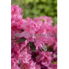 Azalia japońska 'Rosali' Azalea japonica