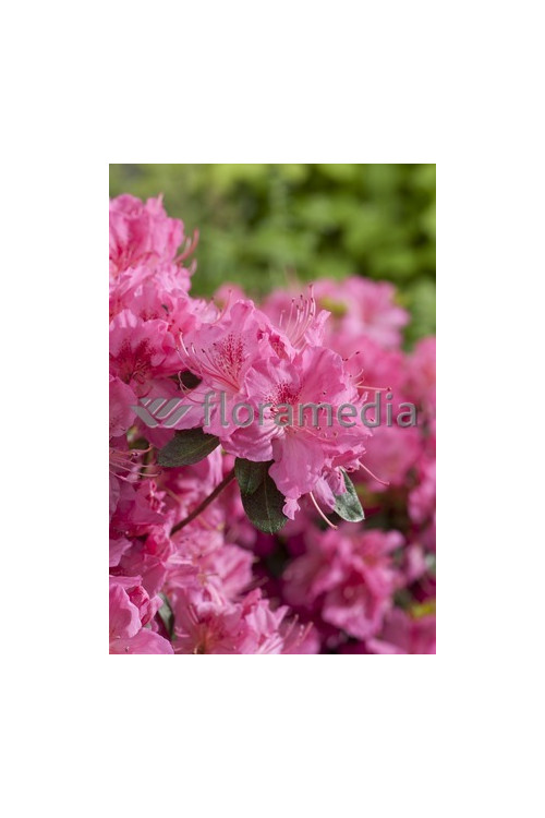 Azalia japońska 'Rosali' Azalea japonica