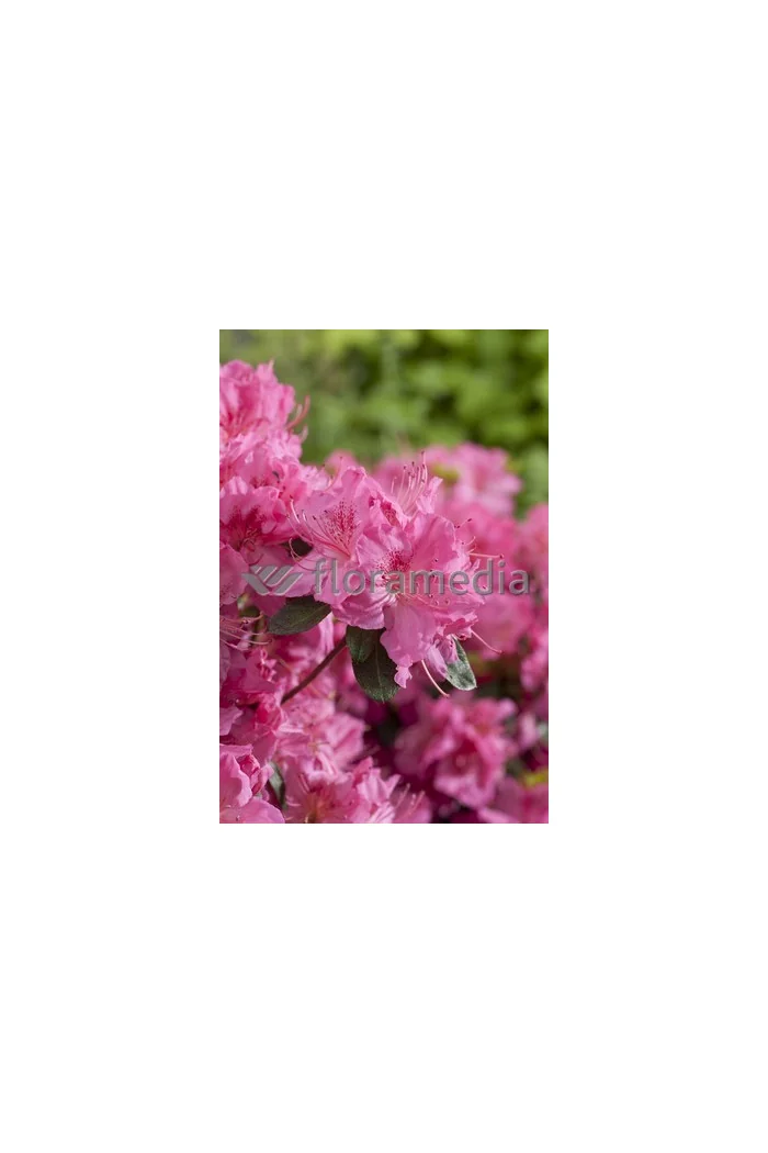 Azalia japońska 'Rosali' Azalea japonica