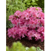 Azalia japońska 'Rosali' Azalea japonica