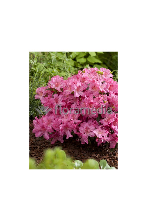 Azalia japońska 'Rosali' Azalea japonica