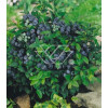 Borówka wysoka (amerykańska) 'Eljot' (B. PÓŻNA) Vaccinium corymbosum