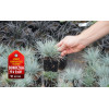 Kostrzewa sina 'Blue Select' Festuca glauca