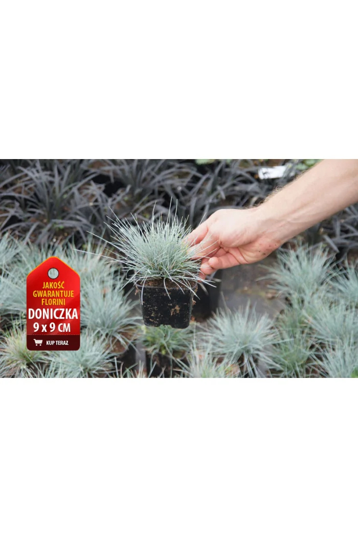 Kostrzewa sina 'Blue Select' Festuca glauca