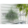 Kostrzewa sina 'Blue Select' Festuca glauca