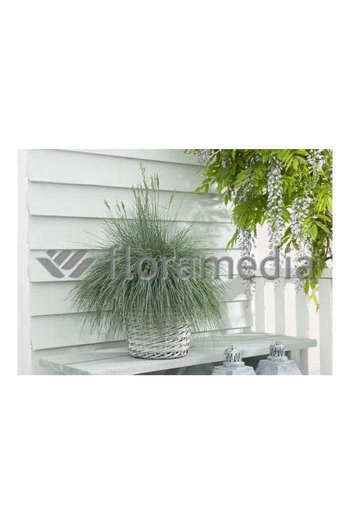 Kostrzewa sina 'Blue Select' Festuca glauca