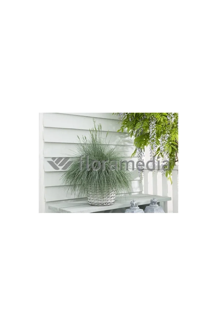 Kostrzewa sina 'Blue Select' Festuca glauca