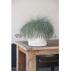 Kostrzewa sina 'Blue Select' Festuca glauca