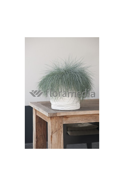 Kostrzewa sina 'Blue Select' Festuca glauca