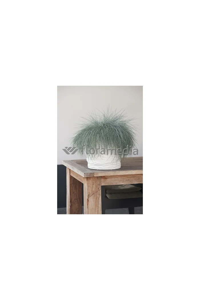 Kostrzewa sina 'Blue Select' Festuca glauca