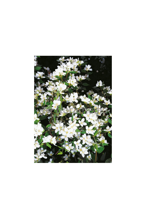 Jaśminowiec 'Erectus' Philadelphus
