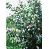 Jaśminowiec 'Erectus' Philadelphus