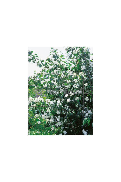 Jaśminowiec 'Erectus' Philadelphus