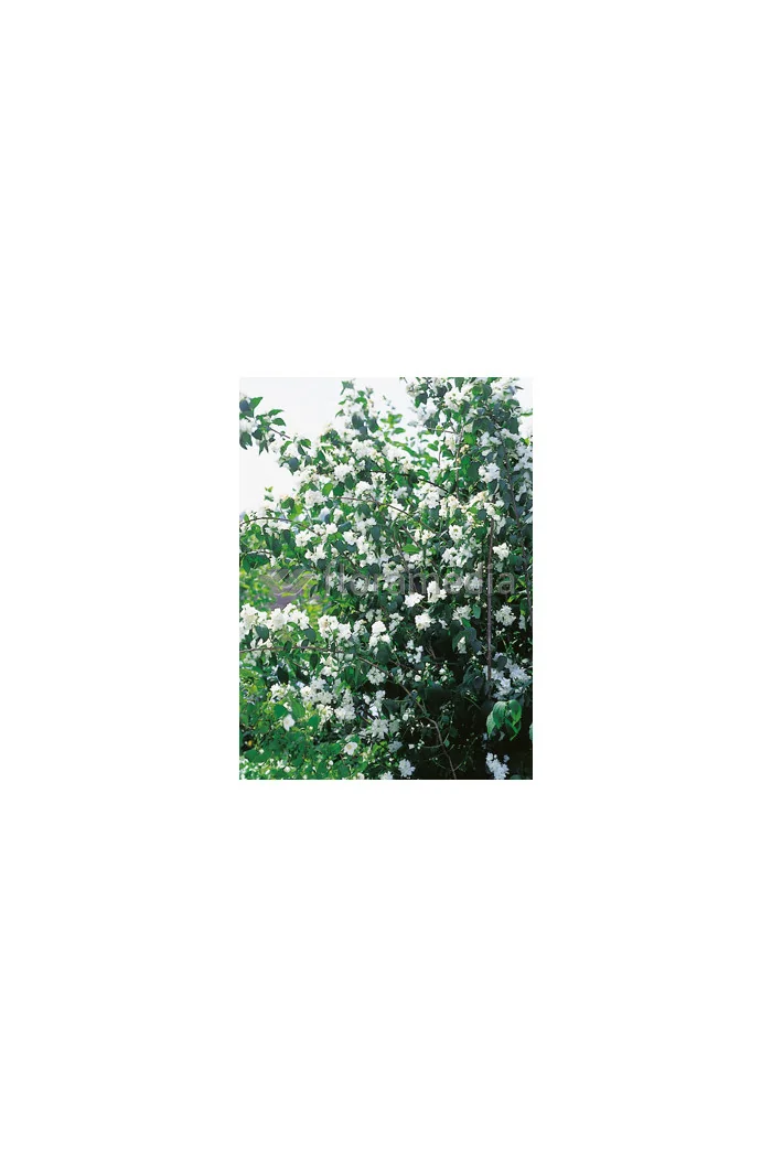 Jaśminowiec 'Erectus' Philadelphus