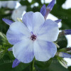 Floks wiechowaty 'Flame Blue' | Phlox panniculata