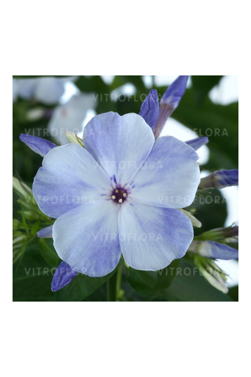 Floks wiechowaty 'Flame Blue' | Phlox panniculata