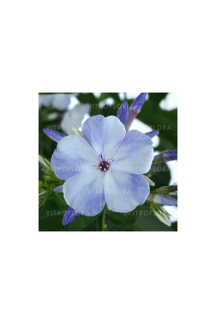 Floks wiechowaty 'Flame Blue' | Phlox panniculata