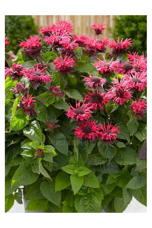 Pysznogłówka 'Bee Happy' | Monarda