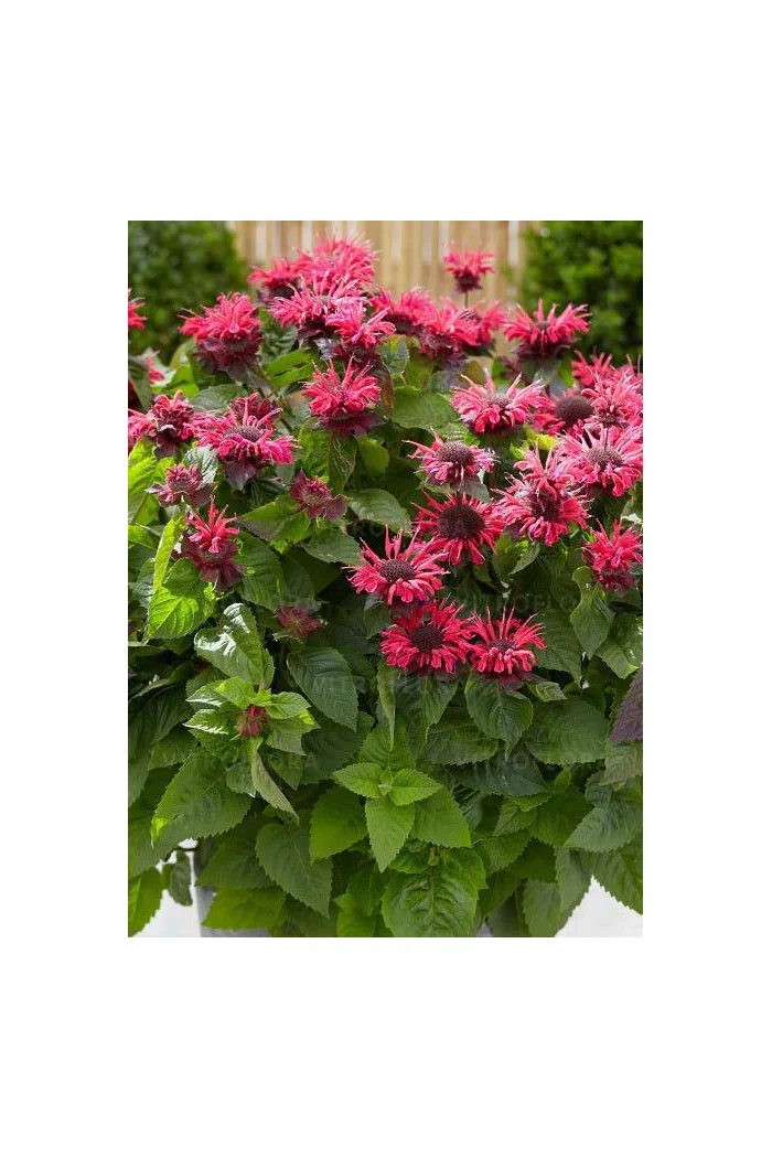 Pysznogłówka 'Bee Happy' | Monarda