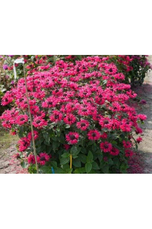 Pysznogłówka 'Bee Happy' | Monarda