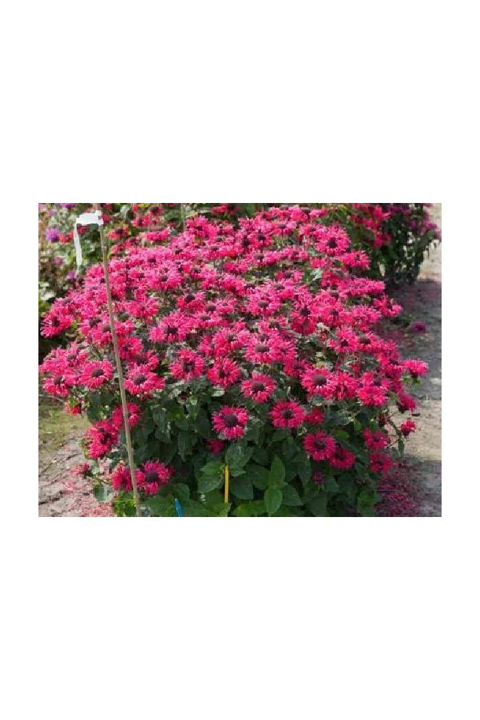 Pysznogłówka 'Bee Happy' | Monarda