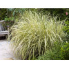 Miskant chiński 'Variegatus' | Miscanthus sinensis