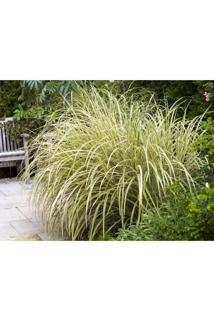 Miskant chiński 'Variegatus' | Miscanthus sinensis