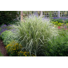Miskant chiński 'Variegatus' | Miscanthus sinensis