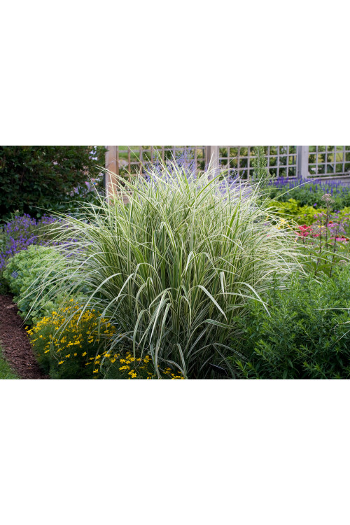 Miskant chiński 'Variegatus' | Miscanthus sinensis
