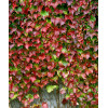 Winobluszcz trójklapowy 'Veitchii' [szczepiony!] | Parthenocissus tricuspidata