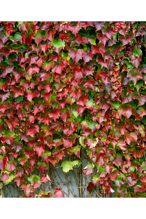 Winobluszcz trójklapowy 'Veitchii' [szczepiony!] | Parthenocissus tricuspidata