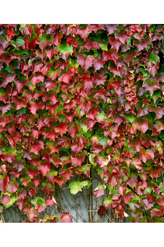 Winobluszcz trójklapowy 'Veitchii' [szczepiony!] | Parthenocissus tricuspidata