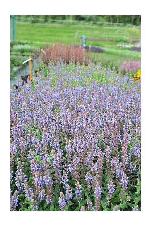Szałwia omszona 'Salute Ice Blue' | Salvia nemorosa