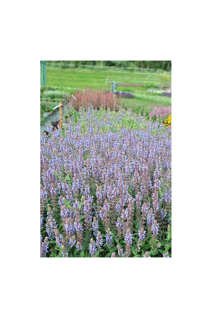 Szałwia omszona 'Salute Ice Blue' | Salvia nemorosa