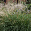 Miskant chiński 'Cute One' | Miscanthus sinensis