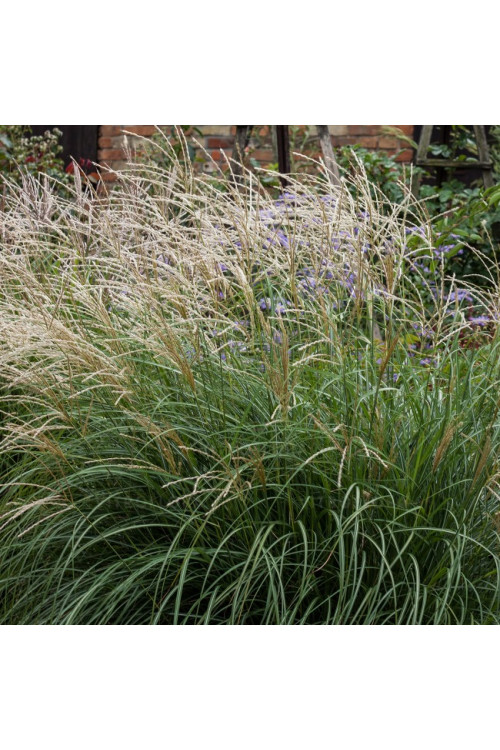 Miskant chiński 'Cute One' | Miscanthus sinensis