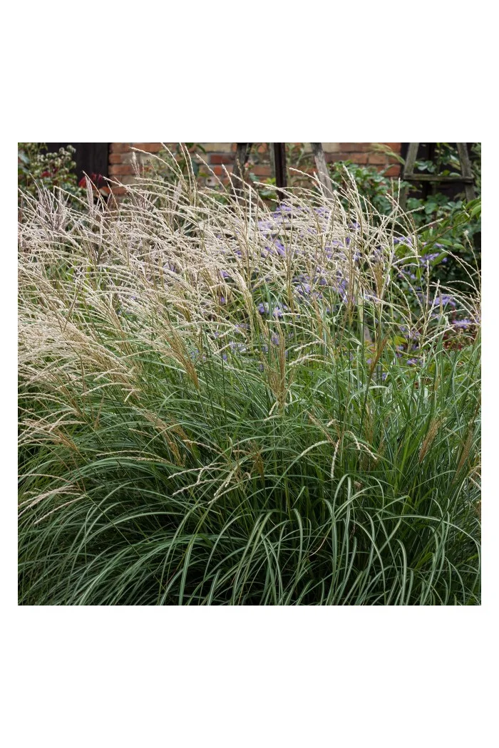 Miskant chiński 'Cute One' | Miscanthus sinensis