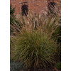 Miskant chiński 'Cute One' | Miscanthus sinensis