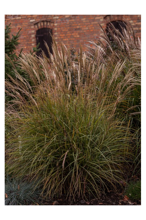 Miskant chiński 'Cute One' | Miscanthus sinensis