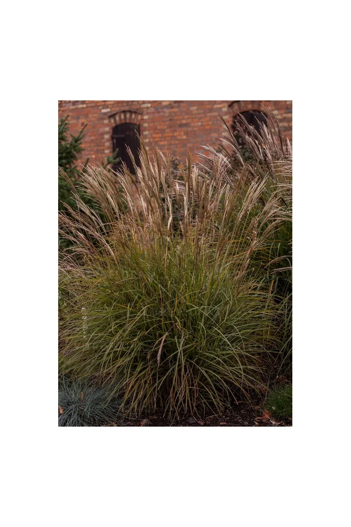 Miskant chiński 'Cute One' | Miscanthus sinensis