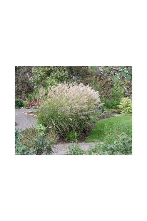Miskant chiński 'Ferner Osten' | Miscanthus sinensis